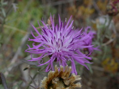 Centaurea vallesiaca