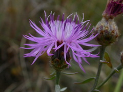 Centaurea vallesiaca
