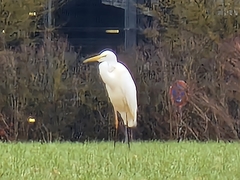 Ardea alba