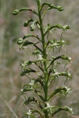 Habenaria humilior