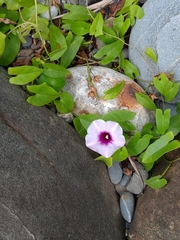 Ipomoea littoralis