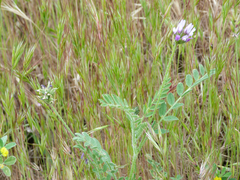 Astragalus stella