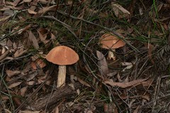 Austroboletus lacunosus