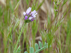 Astragalus stella