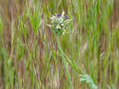 Astragalus stella