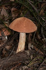 Austroboletus lacunosus