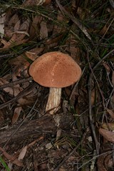 Austroboletus lacunosus