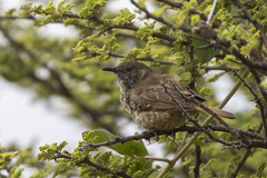 Barred Wren-Warbler photo 3