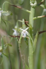 Habenaria schimperiana