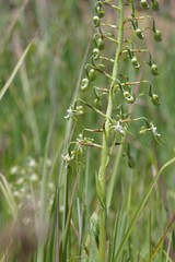 Habenaria schimperiana