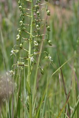 Habenaria schimperiana