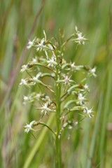 Habenaria humilior