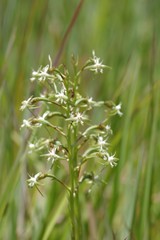 Habenaria humilior