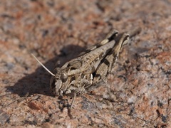 Acorypha bimaculata