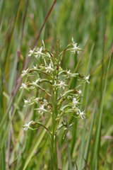 Habenaria humilior