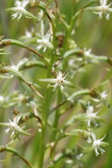 Habenaria humilior