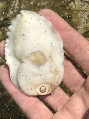 Sinum zonale