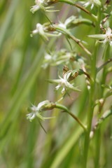 Habenaria humilior