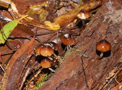 Mycena mulawaestris