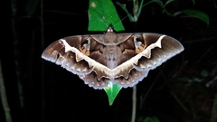 Cyligramma disturbans