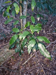 Canarium australasicum