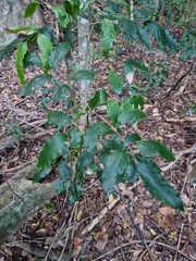 Canarium australasicum