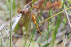 Orthetrum machadoi