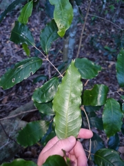 Canarium australasicum