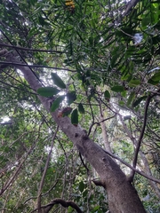 Canarium australasicum