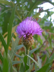 Cheirolophus falcisectus