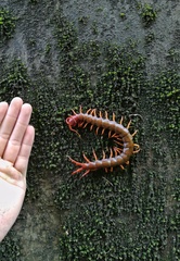 Scolopendra multidens