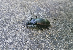 Carabus prodigus