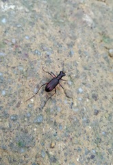 Heptodonta posticalis