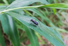 Cylindera decolorata