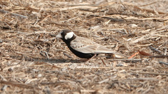 Eremopterix nigriceps