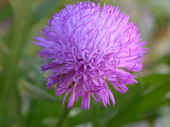 Cheirolophus falcisectus