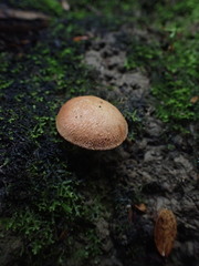 Chalciporus aurantiacus