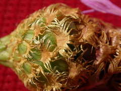 Cheirolophus falcisectus