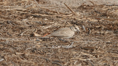 Eremopterix nigriceps