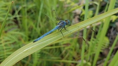 Orthetrum malgassicum