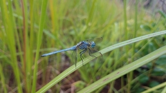 Orthetrum malgassicum