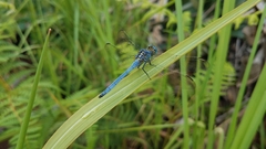 Orthetrum malgassicum