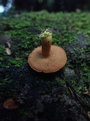 Chalciporus aurantiacus