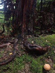 Chalciporus aurantiacus