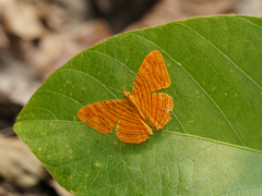 Chersonesia intermedia