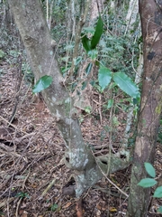 Canarium australasicum