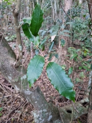 Canarium australasicum