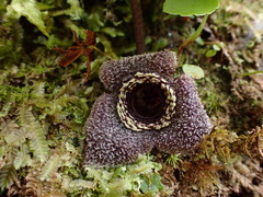 Asarum albomaculatum