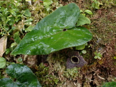 Asarum albomaculatum