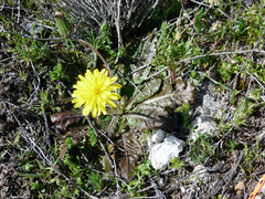 Taraxacum obovatum